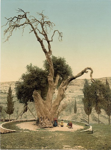 [Abraham's tree Mamreh, Hebron, Holy Land, (i.e., West Bank)]
