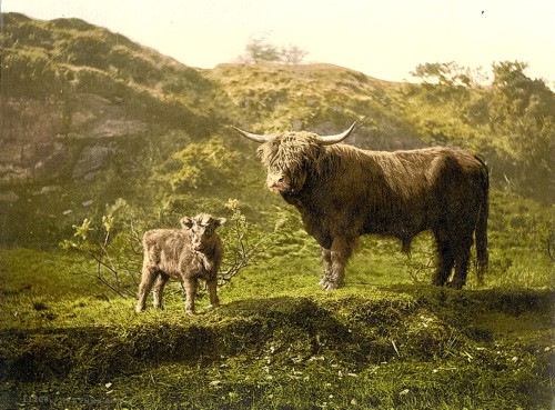 [Father and son (highland cattle), England]